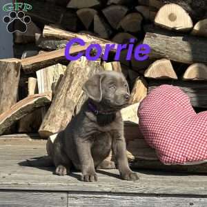 Corrie, Silver Labrador Retriever Puppy